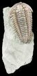 Large, Flexicalymene Trilobite - Ohio #55404-1